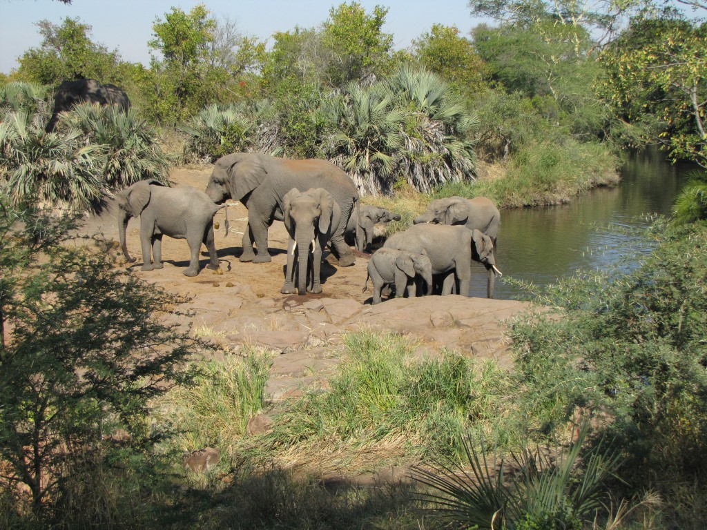 SHINGWEDSI PATRICK 3 (41)