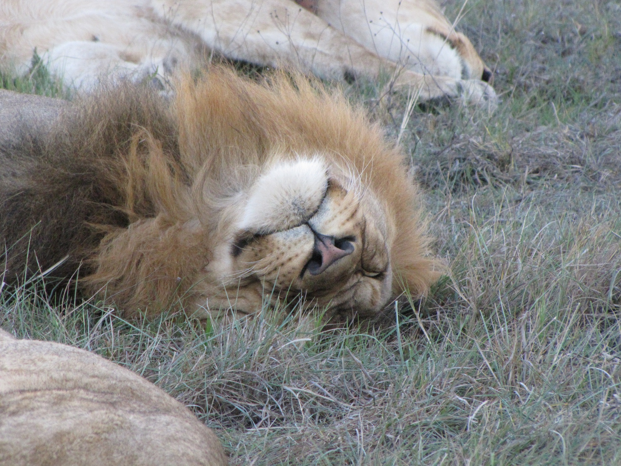 IDWALA GAME LODGE MARCH 2010 (123)